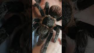 close up of female T vagans Mexican red rump [upl. by Ennayoj]