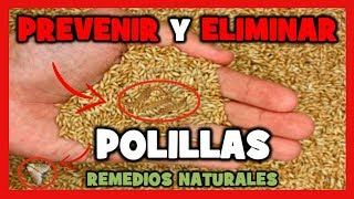 REMEDIOS NATURALES para ELIMINAR las POLILLAS EN TUS PÁJAROS ❌100 FUNCIONA [upl. by Aronek795]