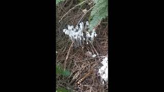 Monotropa Uniflora quotGhost Pipequot Plant growth and tincture summary [upl. by Smitty]