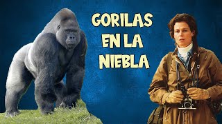 ¡GORILAS EN LA NIEBLA el amor por los animales [upl. by Gnahc]