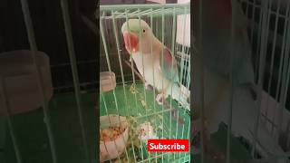 🦜🦜parrot birds parrottalking channelsubscribe talkingparot Rajasthanivlogs [upl. by Alithea]