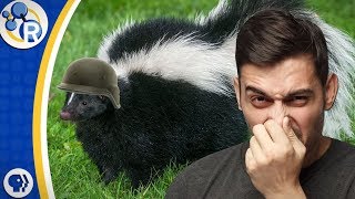 How to Get Rid of Skunk Smell [upl. by Merchant]