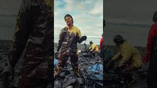 oilspill environmentaldisasteralaska wildlife ecological marinelife environmentalawareness [upl. by Eanram]