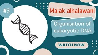 GeneticsOrganisation of eukaryotic DNADone by  Malak Alhalawani [upl. by Varini]