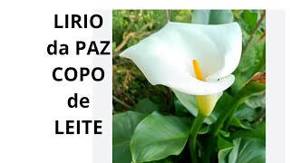 Como Cuidar de Lírio da Paz Copo de Leite [upl. by Mildred]