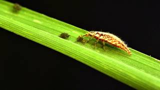 Green lacewing larvae vs bird cherryoat aphid [upl. by Yekciv55]