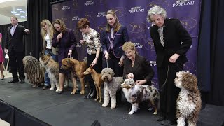 7 New Breeds added to the Westminster Kennel Club Dog Show 2016 [upl. by Gazzo]