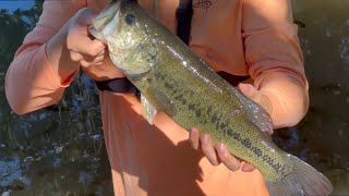 LODI LAKE LARGEMOUTH BASS FISHING [upl. by Anilrahc615]