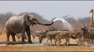 Wild Life  Nature Documentary Full HD 1080p [upl. by Oigaib]