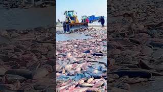 The process of loading fish on the frozen lake ice [upl. by Eenat]