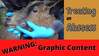 Treating an Abscess  Goat Health Care  Graphic Warning [upl. by Llenoj619]