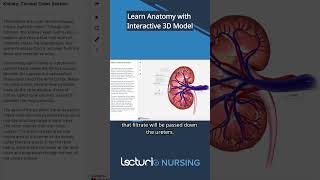 🔍 Explore Kidney Anatomy with 3D Interactive Model 🩺 lecturio nclexrn [upl. by Bilat]