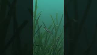 4K Scuba diving amongst a Seagrass meadow at Porthdinllaen Pen Llŷn [upl. by Bohi]