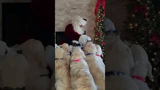 Santa Visits Golden Retrievers [upl. by Icat]