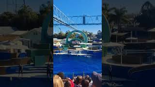 Dolphin SeaWorld SD [upl. by Tegirb]