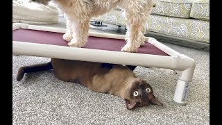 Havanese Dog and Burmese Cat Play Fight Over a Kuranda Bed Adorable Funny Pets [upl. by Fogg965]