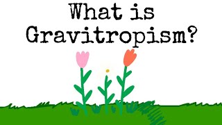 What is Gravitropism  Things to Know [upl. by Karlotte]