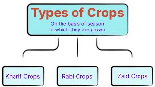 Types of Crops  Kharif Crops  Rabi Crops  Zaid Crops  Cash Crops [upl. by Ecirtemed]