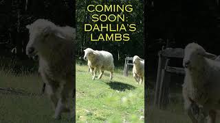 Coming Soon Dahlia’s Lambs [upl. by Alyak]