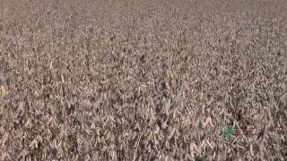 Picking Seed Corn 610 From Ag PhD 610 121309 [upl. by Ymma]