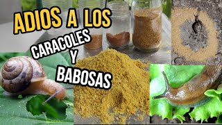 ELIMINA CARACOLES y BABOSAS del Jardín y Huerto Método Casero y 100 Ecológicos natural [upl. by Burrton]