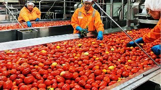 Tomato Processing Technology  How Tomato Ketchup Is Made  Ketchup Tomato Factory [upl. by Ranger]