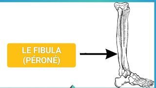 ANATOMIE🦴 LA FIBULA PÉRONÉOSTÉOLOGIE DU MEMBRE INFÉRIEUR 1ÈRE MÉDECINE ✅🩺 [upl. by Frymire]