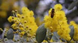 Selecting an apiary site  a how to video from the Honey Bee amp Pollination Program [upl. by Berns]