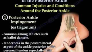 Posterior Ankle  Anatomy And Injury  Everything You Need To Know  Dr Nabil Ebraheim [upl. by Artimas569]