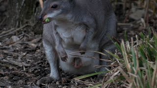 First pademelon birth celebrated at UK Zoo [upl. by Reedy]