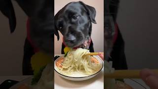 Dog eating noodles and shrimp 🍜🦐 vegetarian Dog 🐕 Dog eating asmr FxcWhiteblack shorts [upl. by Evangelin]