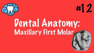 Dental Anatomy  Maxillary First Molar  INBDE [upl. by Norvin495]