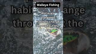 Walleye Fact 30 [upl. by Cornell]