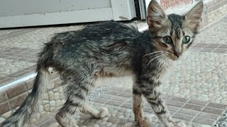 Emaciated scared kitten Motherless baby kitten Blides kitten 💔 escaping cat all in this video [upl. by Bow]