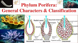 Porifera  Phylum Porifera  Porifera General characters and Classification  Sponges [upl. by Alleunamme316]