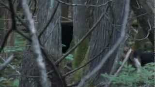 Hounds baying large Maine Black Bear [upl. by Oeflein]