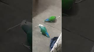 African love birds are playing with stic you tub shorts viral parrot [upl. by Bonnee]