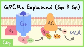 Gs amp Gi Pathways Of GProteinCoupled Receptors Explained  Clip [upl. by Beatrix]