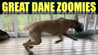 Crazy Great Dane Zoomies  Magic And Finn The Great Danes [upl. by Enelcaj672]