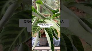 Time lapse video of dramatic CALATHEA UNCURLING timelapse garden greengoatales [upl. by Ecinnahs]