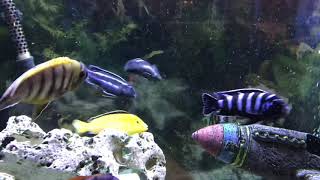 Maingano Cichlids Breeding [upl. by Lednar]