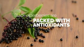 Benefits of Black Elderberry  Sambucol [upl. by Hovey]