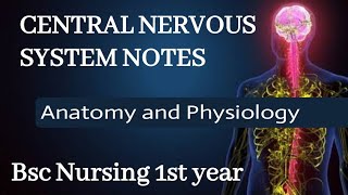 Central Nervous System CNS Explained  Anatomy for BSc Nursing 1st Year Students [upl. by Dlorad]