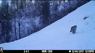 European wildcat Felis silvestris silvestris [upl. by Mapes547]