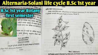 Fungi Alternariasolani life cycle Early Blight of Potato  BSc first year botany 1st semester [upl. by Elwaine883]