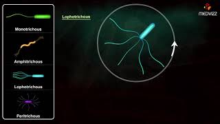 Flagella Arrangements  Arrangement of Bacterial Flagella [upl. by Atile]