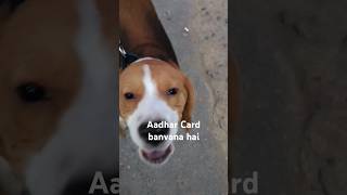 Aadhar cardviralshort funny 😜doglover viralshort 🦮❤ [upl. by Allicerp539]