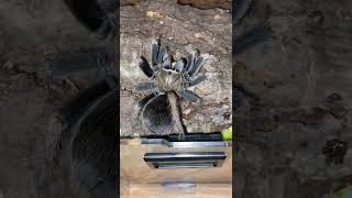 Aphonopelma sp diamondback female [upl. by Pepper]