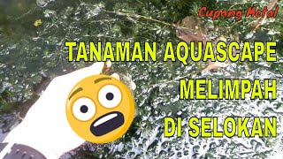 TANAMAN AQUASCAPE DI SEKITAR KITA  EGERIA DENSA MELIMPAH DI SELOKAN [upl. by Elocen]