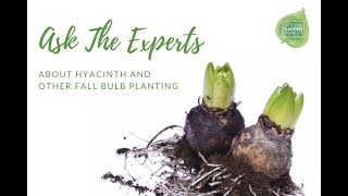 Ask the Experts about Hyacinths  beautifully fragrant springflowering bulbs [upl. by Notyalk695]